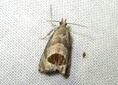 Notocelia uddmanniana