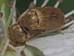 Byturus tomentosus