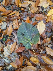 Viburnum lantanoides