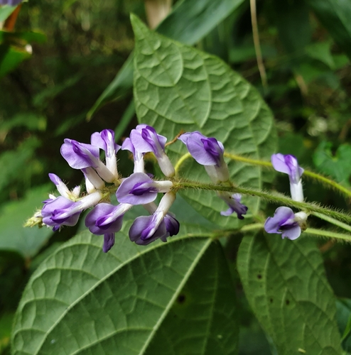 Shuteria hirsuta