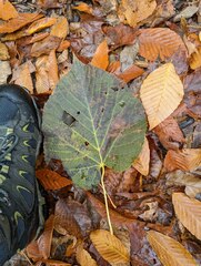 Viburnum lantanoides