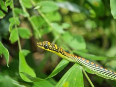 Chrysopelea paradisi