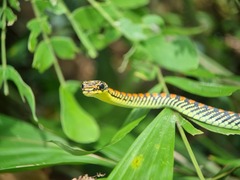Chrysopelea paradisi