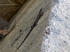 Cryptoblepharus buchananii