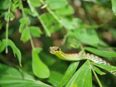 Chrysopelea paradisi