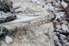 Atractosteus spatula