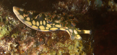 Elysia crispata