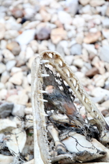 Atractosteus spatula