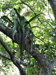 Aechmea bracteata