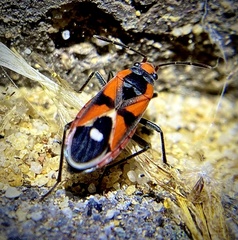 Melanerythrus mactans