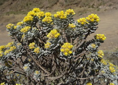 Helichrysum trilineatum