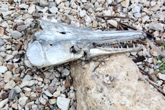 Atractosteus spatula