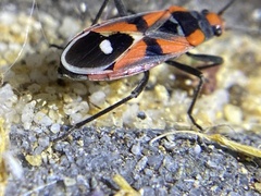 Melanerythrus mactans