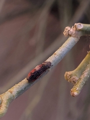 Homalodisca liturata