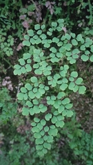 Adiantum raddianum image