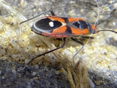 Melanerythrus mactans