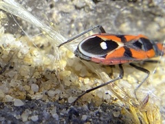 Melanerythrus mactans