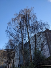 Betula pendula