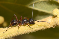 Polyrhachis laevissima