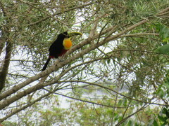 Ramphastos dicolorus