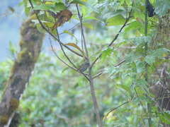 Chlorospingus semifuscus