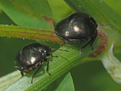 Coptosoma scutellatum