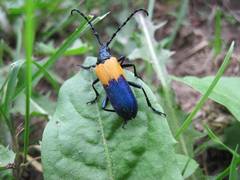 Desmocerus palliatus