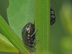 Coptosoma scutellatum