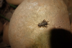 Loxoblemmus
