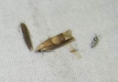 Eucosma conterminana