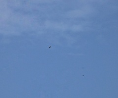 Buteo buteo insularum