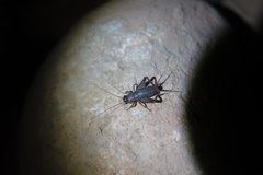 Loxoblemmus