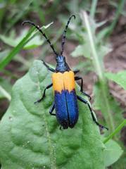 Desmocerus palliatus