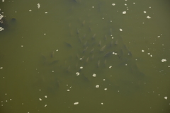 Prochilodus lineatus