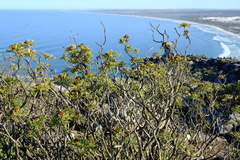 Hymenolepis crithmifolia