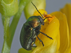 Cryptocephalus sericeus