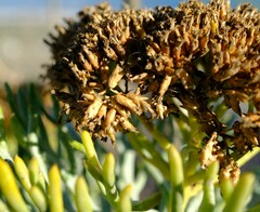 Hymenolepis crithmifolia