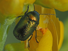 Cryptocephalus sericeus