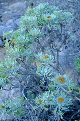 Hymenolepis crithmifolia