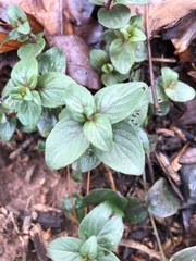 Pycnanthemum incanum