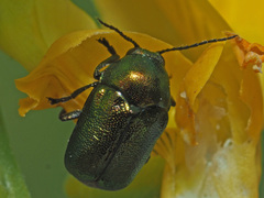 Cryptocephalus sericeus