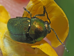 Cryptocephalus sericeus