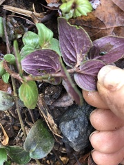 Pycnanthemum incanum