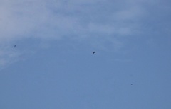 Buteo buteo insularum