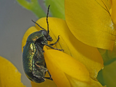 Cryptocephalus sericeus