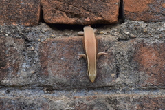Eutropis carinata