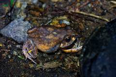 Arthroleptis stenodactylus
