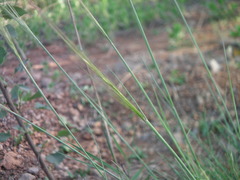 Stipa bungeana