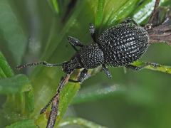 Otiorhynchus pinastri