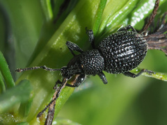 Otiorhynchus pinastri